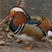 Mandarin Duck